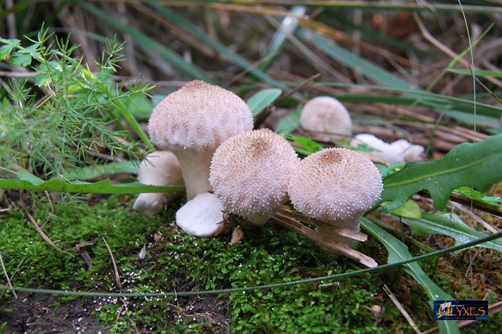 lycoperdon molle.JPG